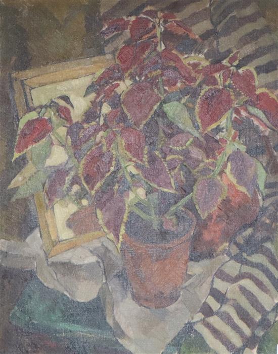 D. Sisman, oil on canvas, Still life of pot plants, signed verso, 61 x 51cm, unframed